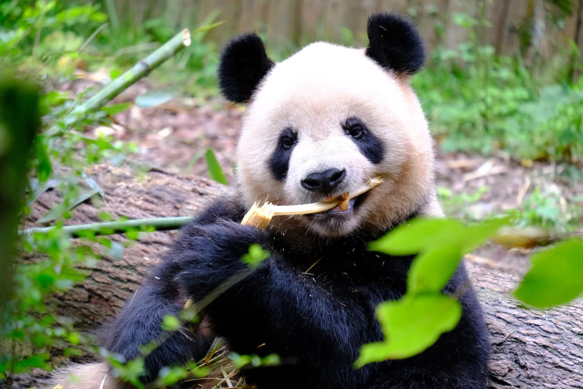 1-Day Panda Valley & Dujiangyan Nature Tour