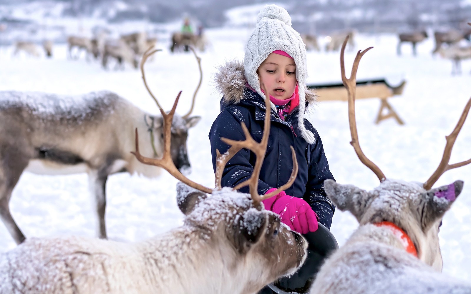 Little girl interacting with reindeer in snowy landscape.