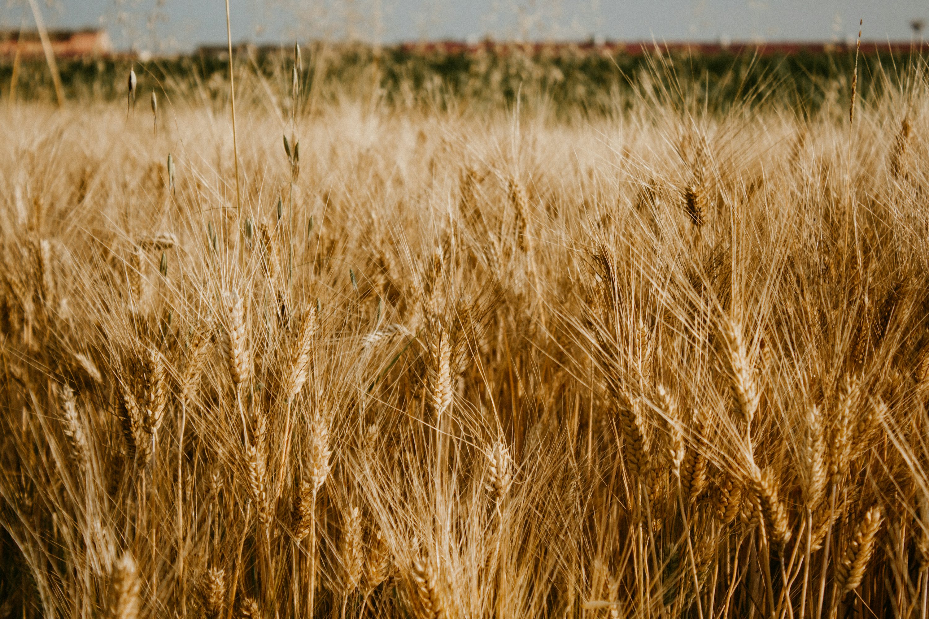 A close-up view of a golden wheat field, representing the natural and renewable origin of Strawtown's building panels.
