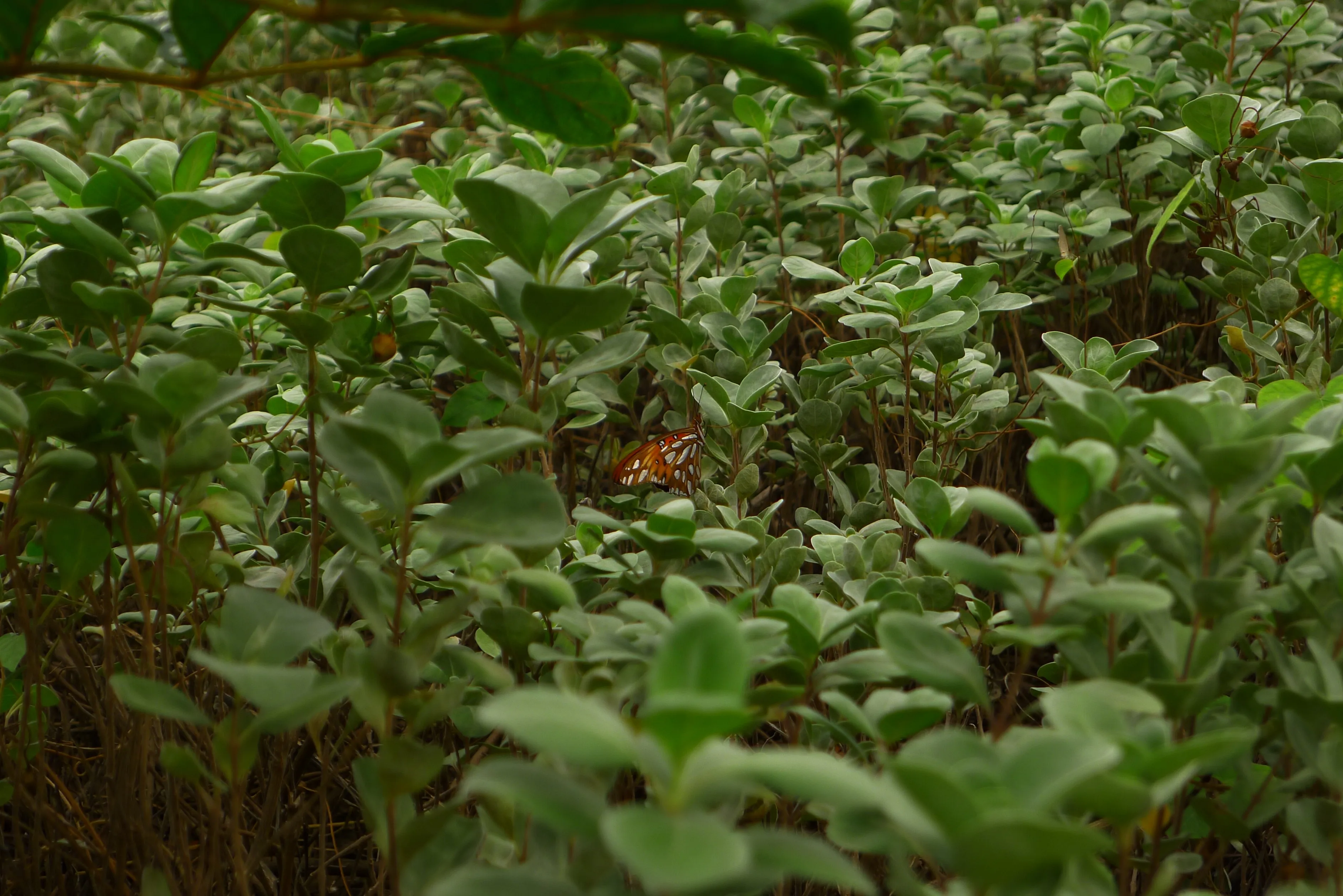 a picture of a butterfly in nature
