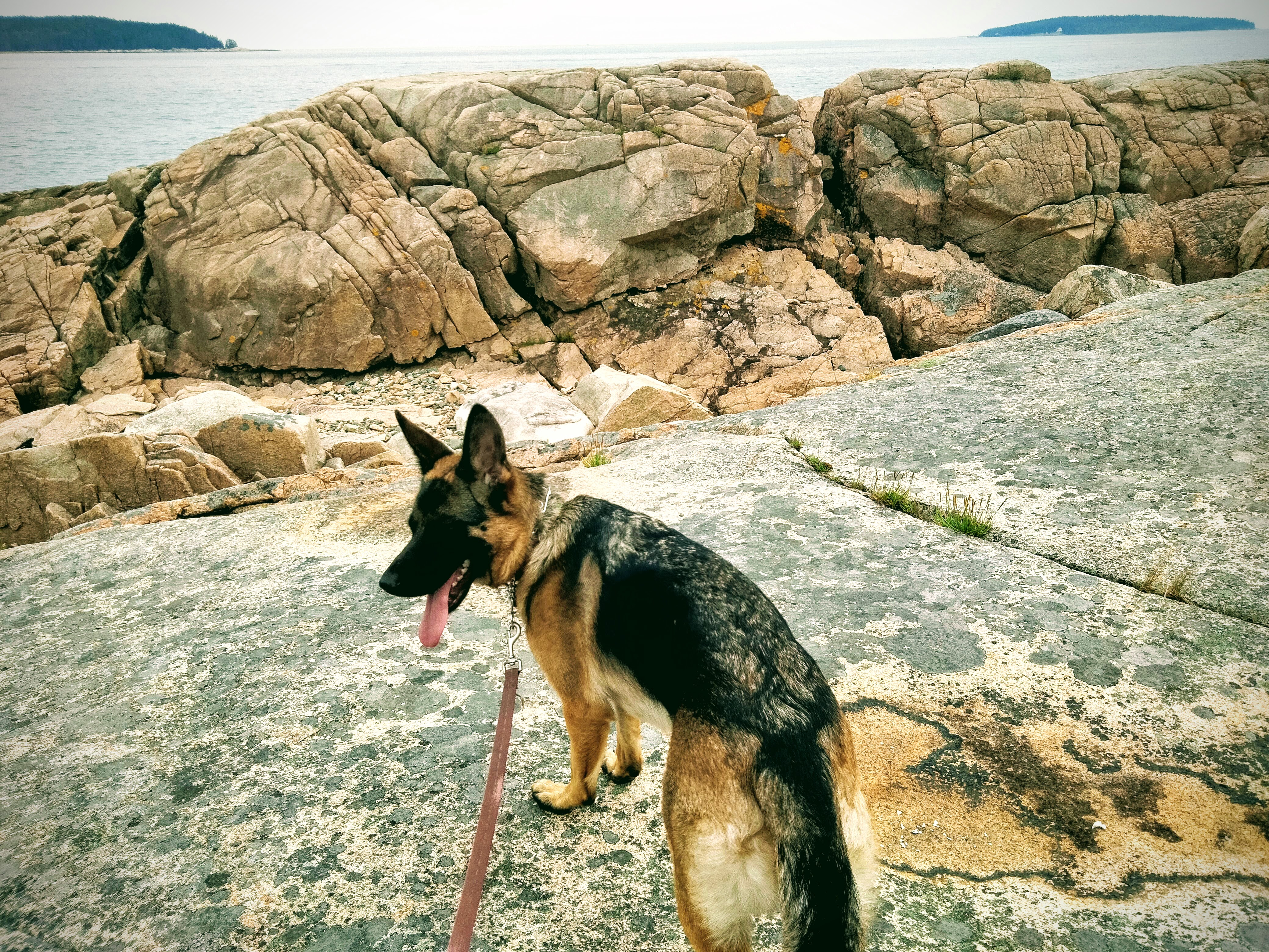 GSD in Maine