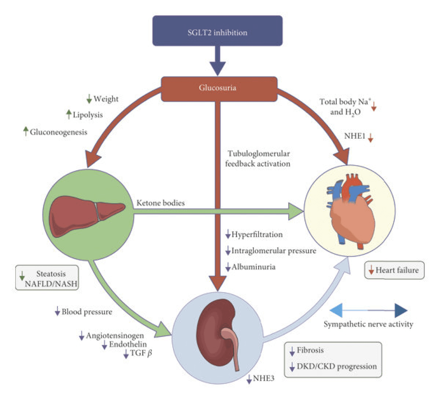 SGLT-2 inhibitors mechanism of action in diabetes treatment, showing effects on kidney, liver, and heart