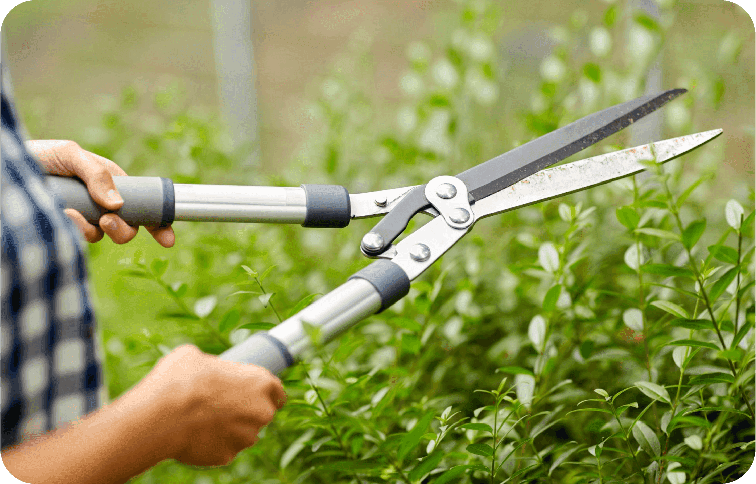 Person cutting lawn with sicors