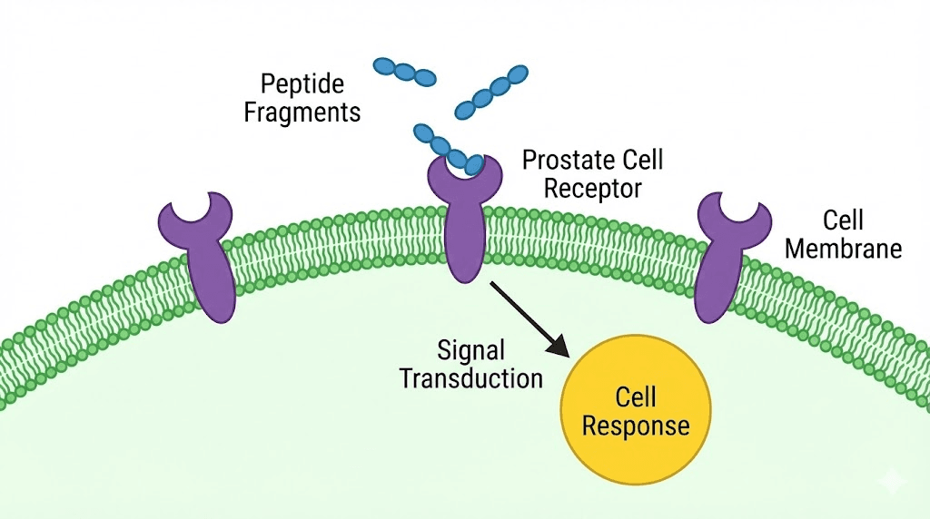 Libidon peptide bioregulator molecular interaction with prostate cells