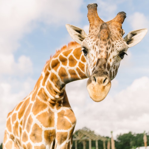 Close-up of a giraffe with a patterned coat against a cloudy blue sky background. The giraffe is looking directly at the camera.