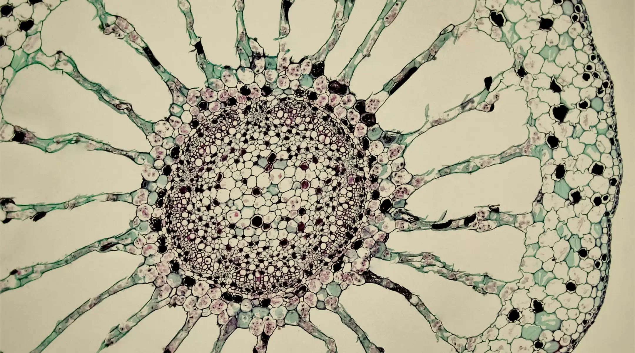 Detailed microscopic cross-section of a plant stem or root showing intricate cellular structures and radiating veins in neutral tones.
