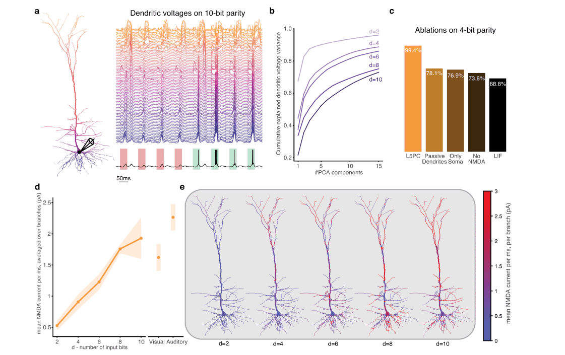 Distributed, NMDA-amplified dendritic integration underlies single-neuron solutions to hard nonlinear tasks. As task dimensionality rises, more principal components are needed to explain the dendritic voltage (higher-rank dynamics), NMDA current grows monotonically, and engagement spreads across the dendritic tree, especially the apical tuft. Ablating NMDA, voltage-gated channels, or the dendritic morphology each sharply degrades accuracy. 