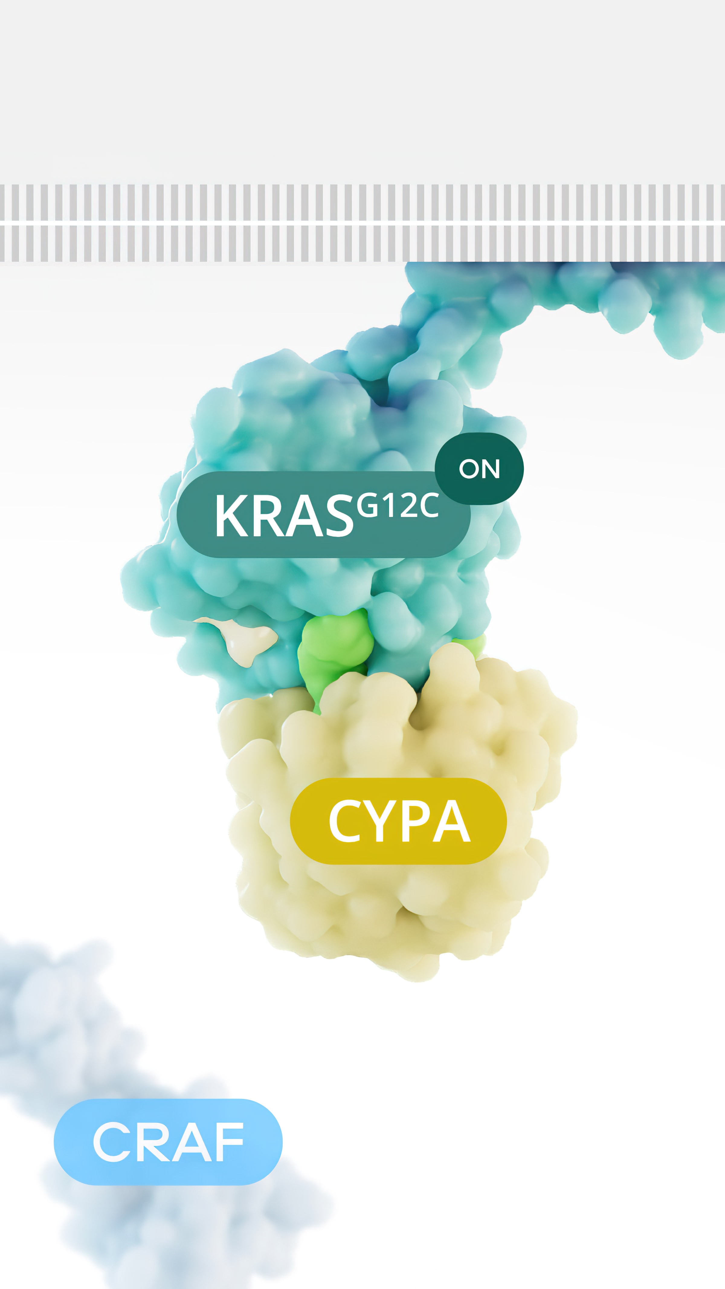 Tri-complex KRAS-RMC-CYPA blocks RAS-CRAF interaction