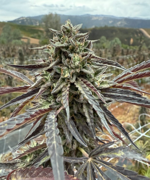 Lemon Cherry Sherbert ECCO Certified Exotic Cannabis Flower Noble Pacific