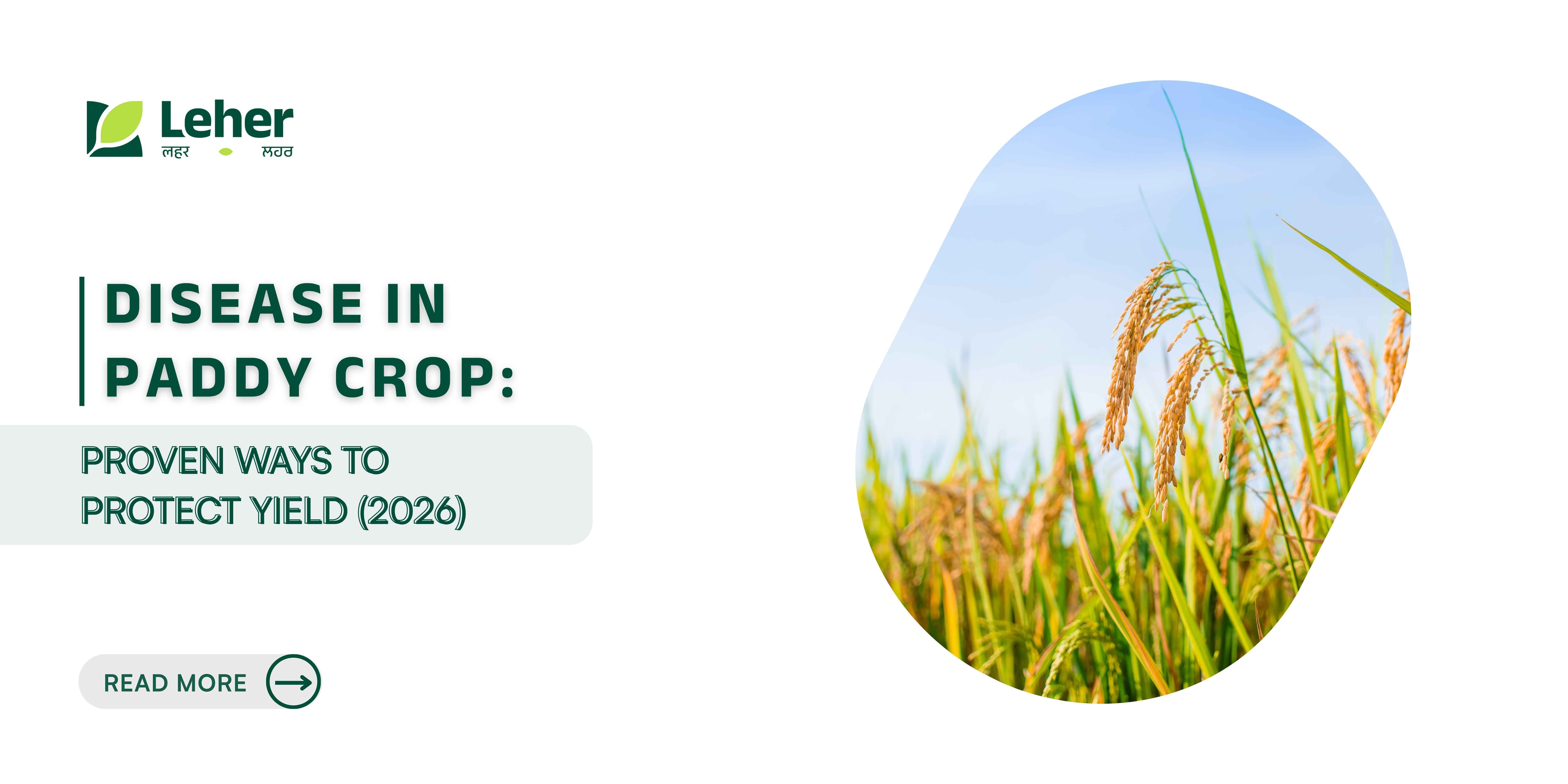 Disease in Paddy Crop: Proven Ways to Protect Yield (2026)