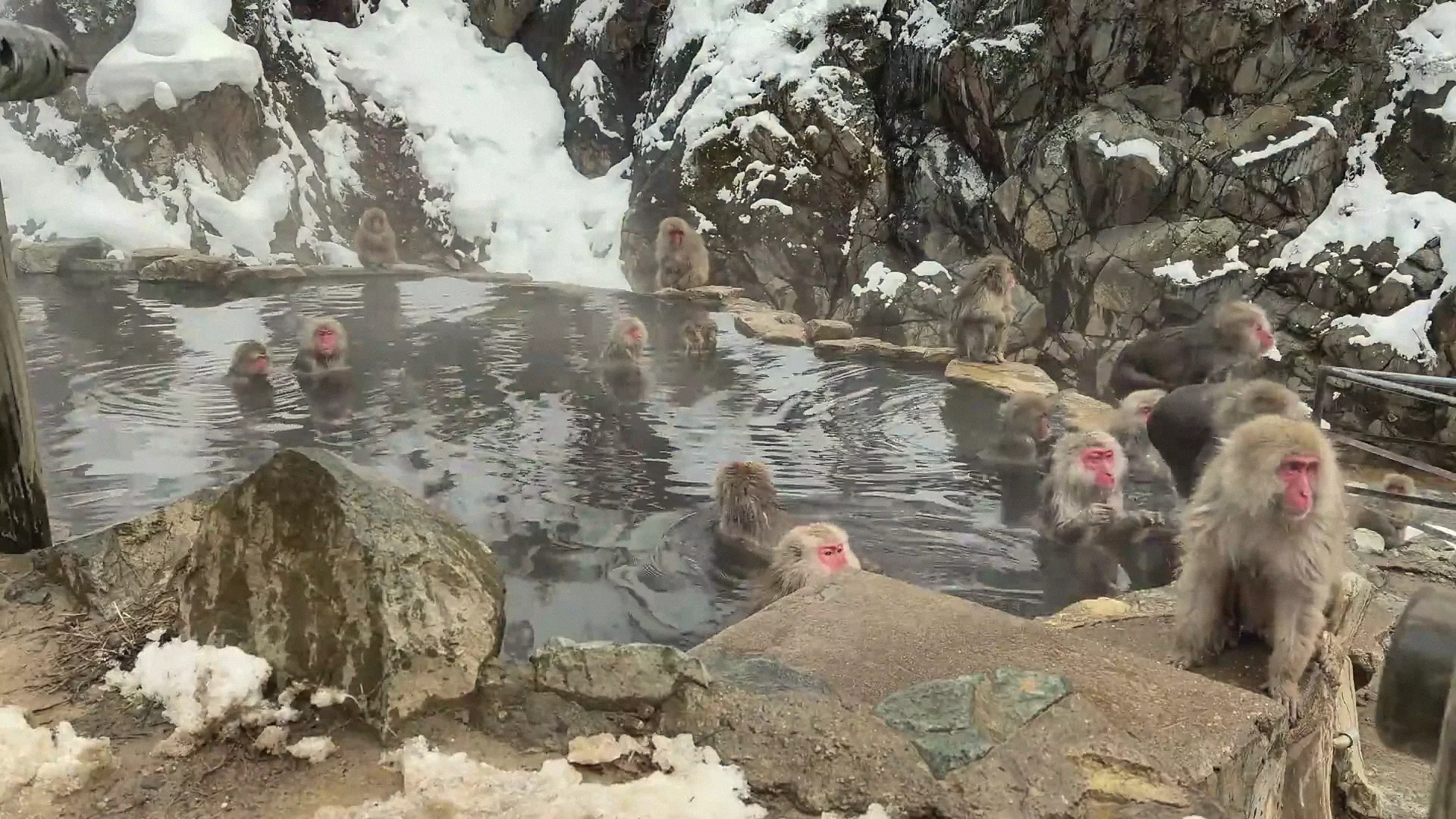 Japanese macaques soaking in the hot spring pool below snow-dusted cliffs in early winter, Jigokudani