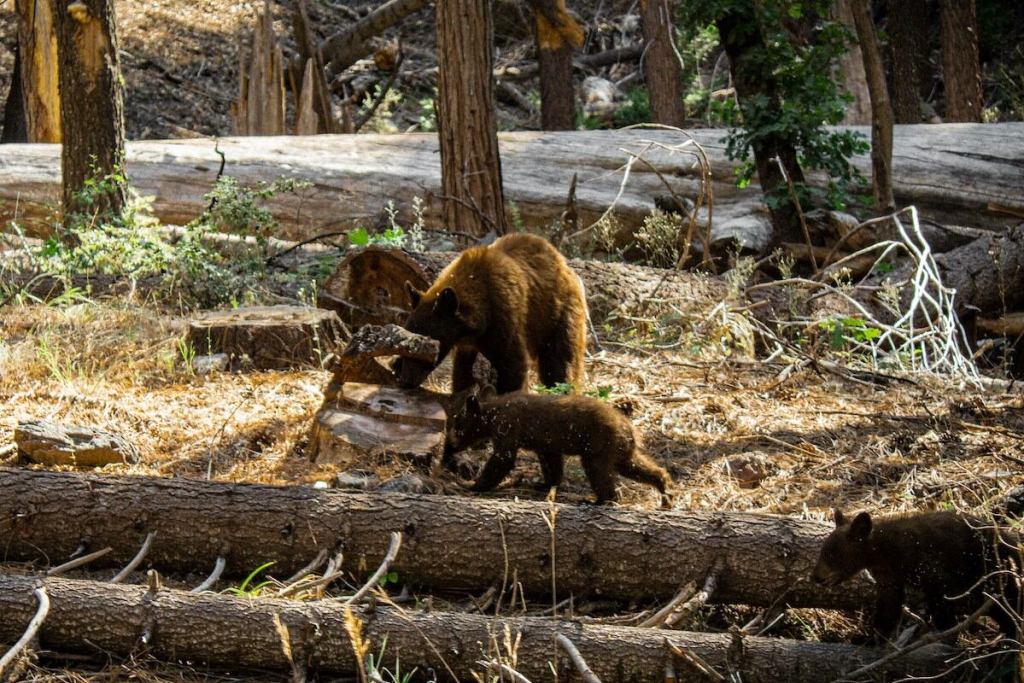 bears in national park