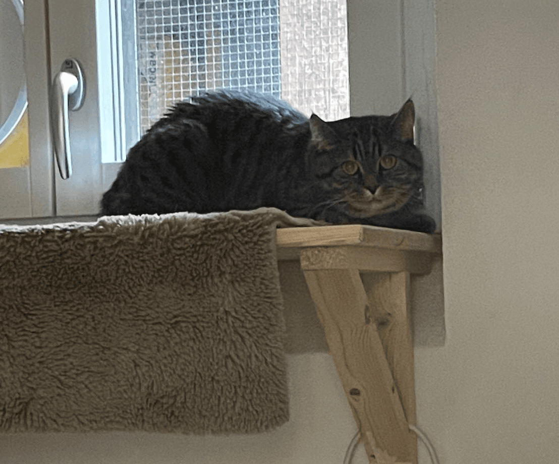 verängstigte Katze die auf Tablar im Keller vor dem Fenster kauert