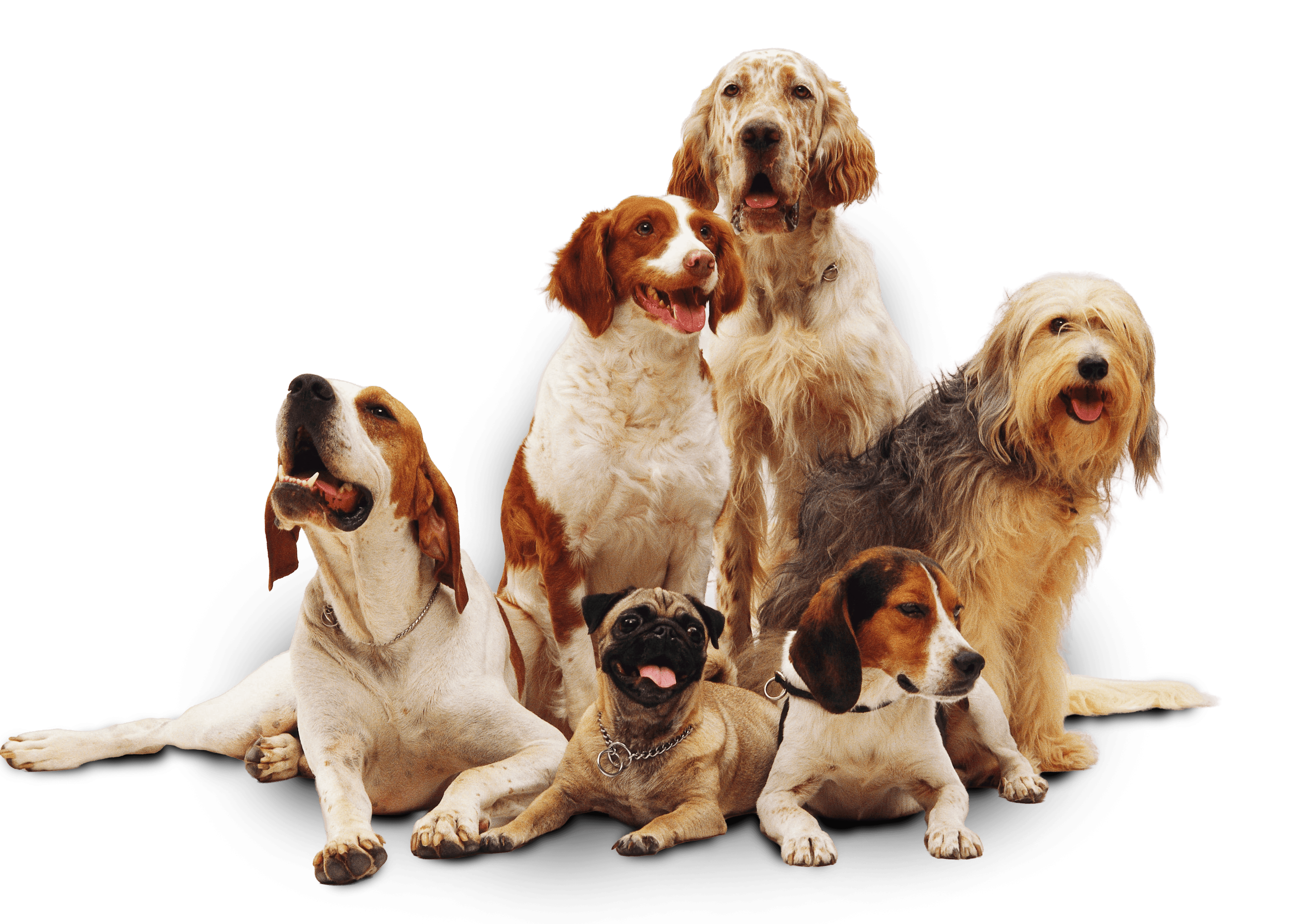 Dubai's full service doggy haven