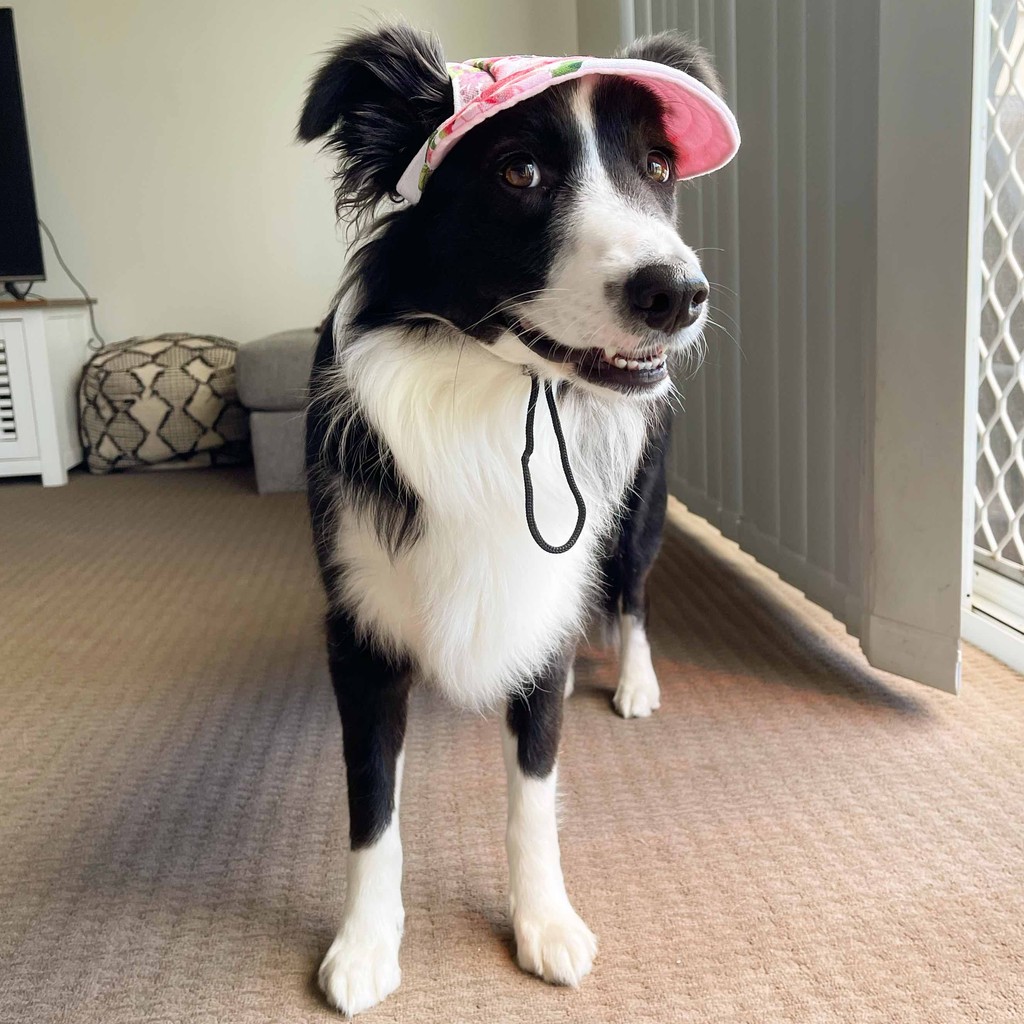 Fetch Pet Insurance 🐾