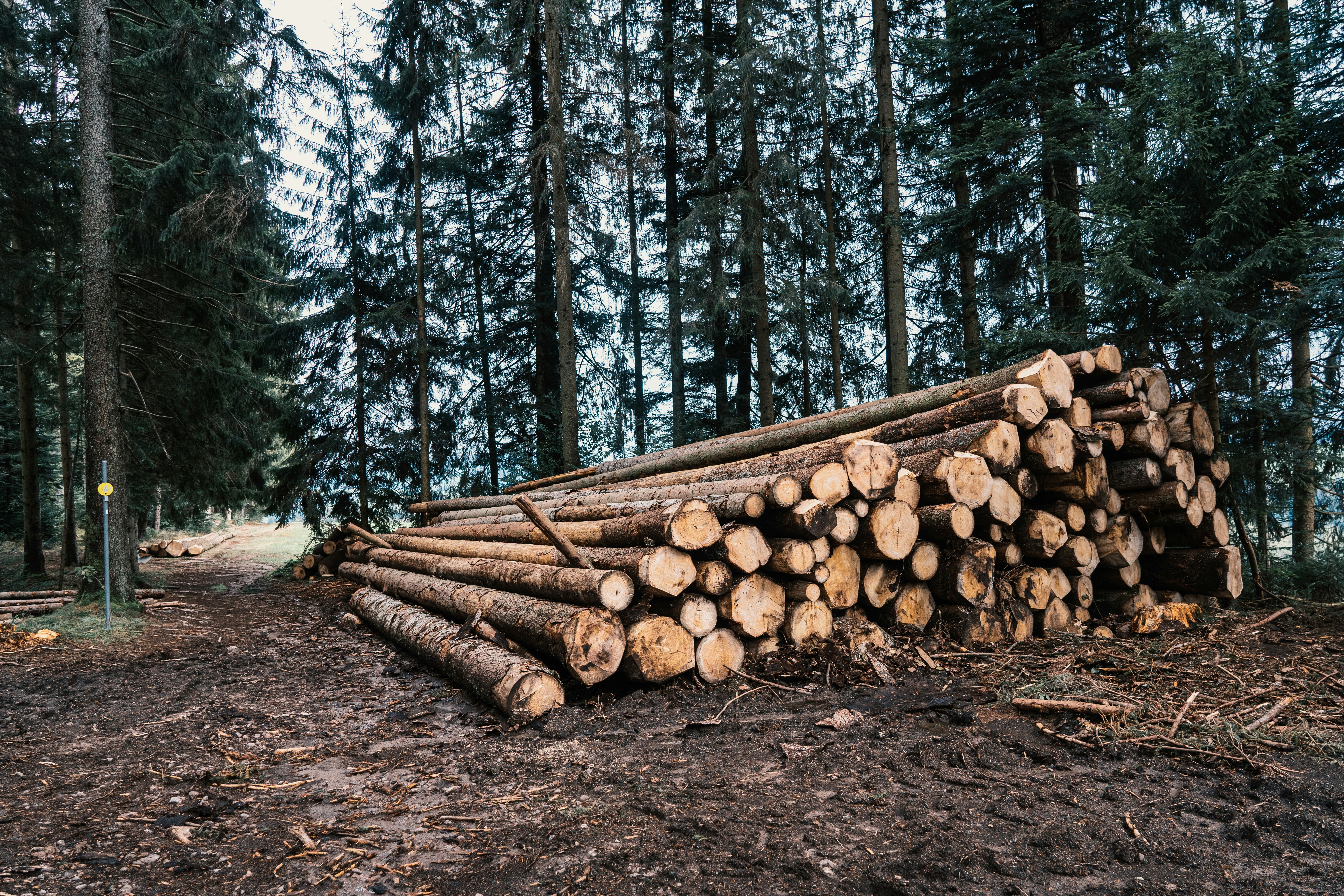 brown wood logs on brown dirt road