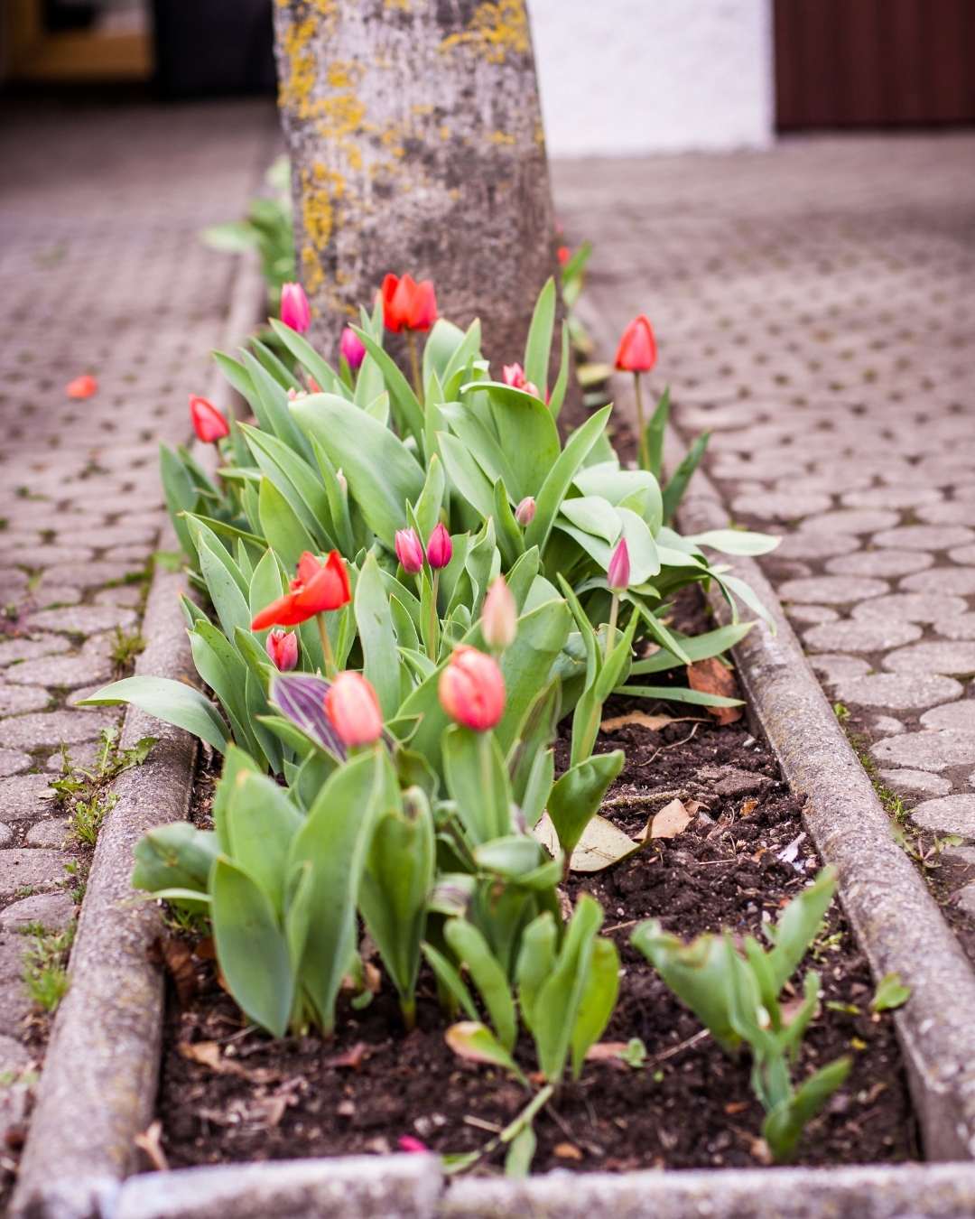 Flower Bed Edging Services