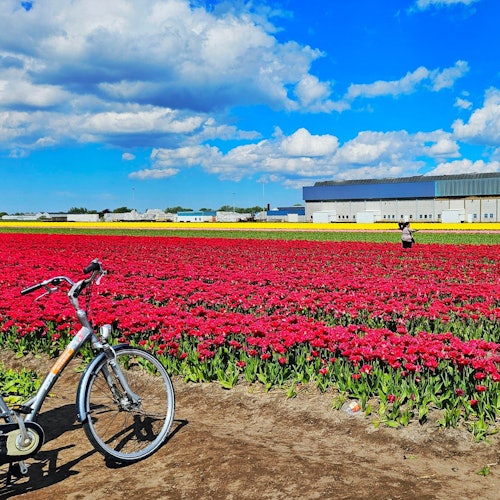 库肯霍夫：郁金香之旅 + 从阿姆斯特丹到代尔夫特市的旅游门票（利瑟）