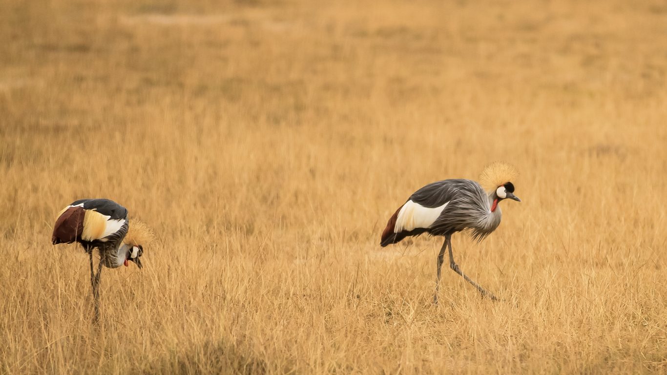 Wetland Pairs for Life