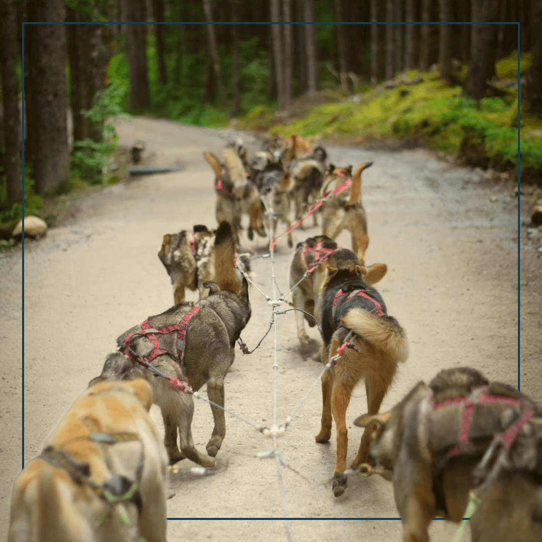 Viele Hunde an einer Leine