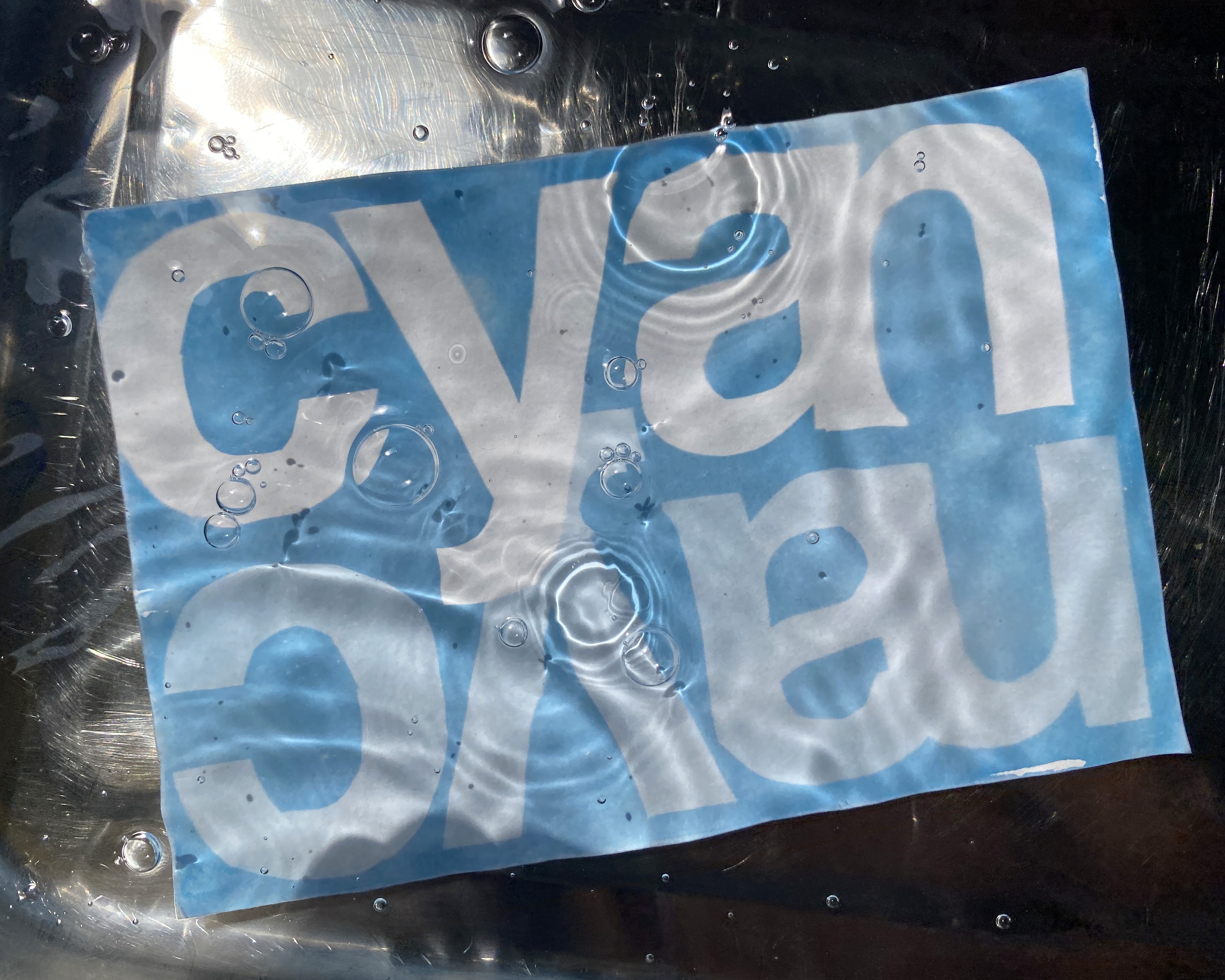 Entwicklung einer Cyanotypie im Wasserbad: Auswaschen der nicht belichteten Lösung zur Fixierung des tiefblauen Farbtons.