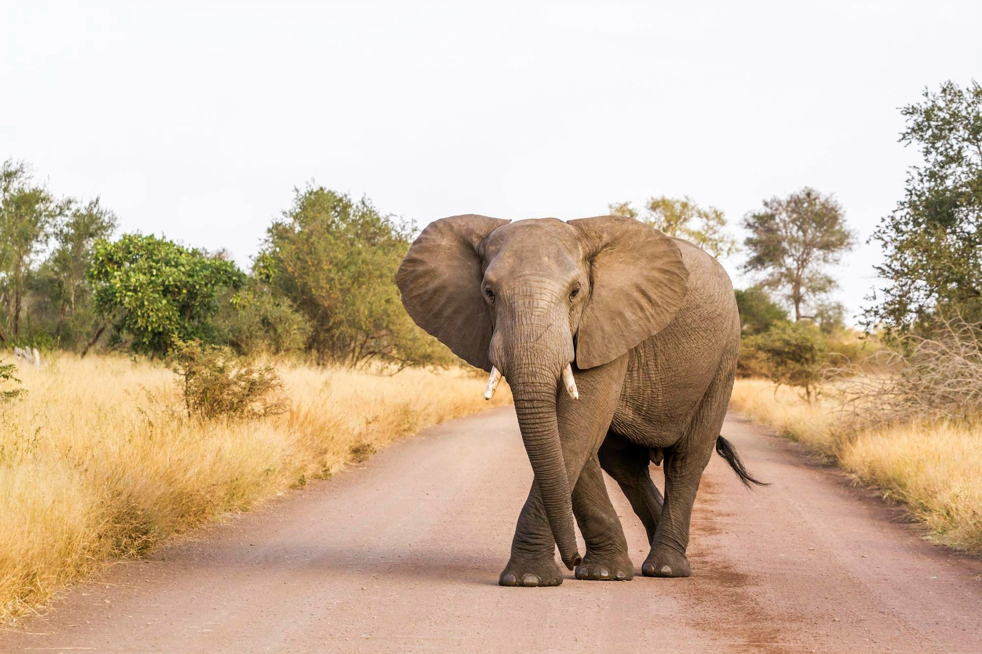African elephant walking across the savanna