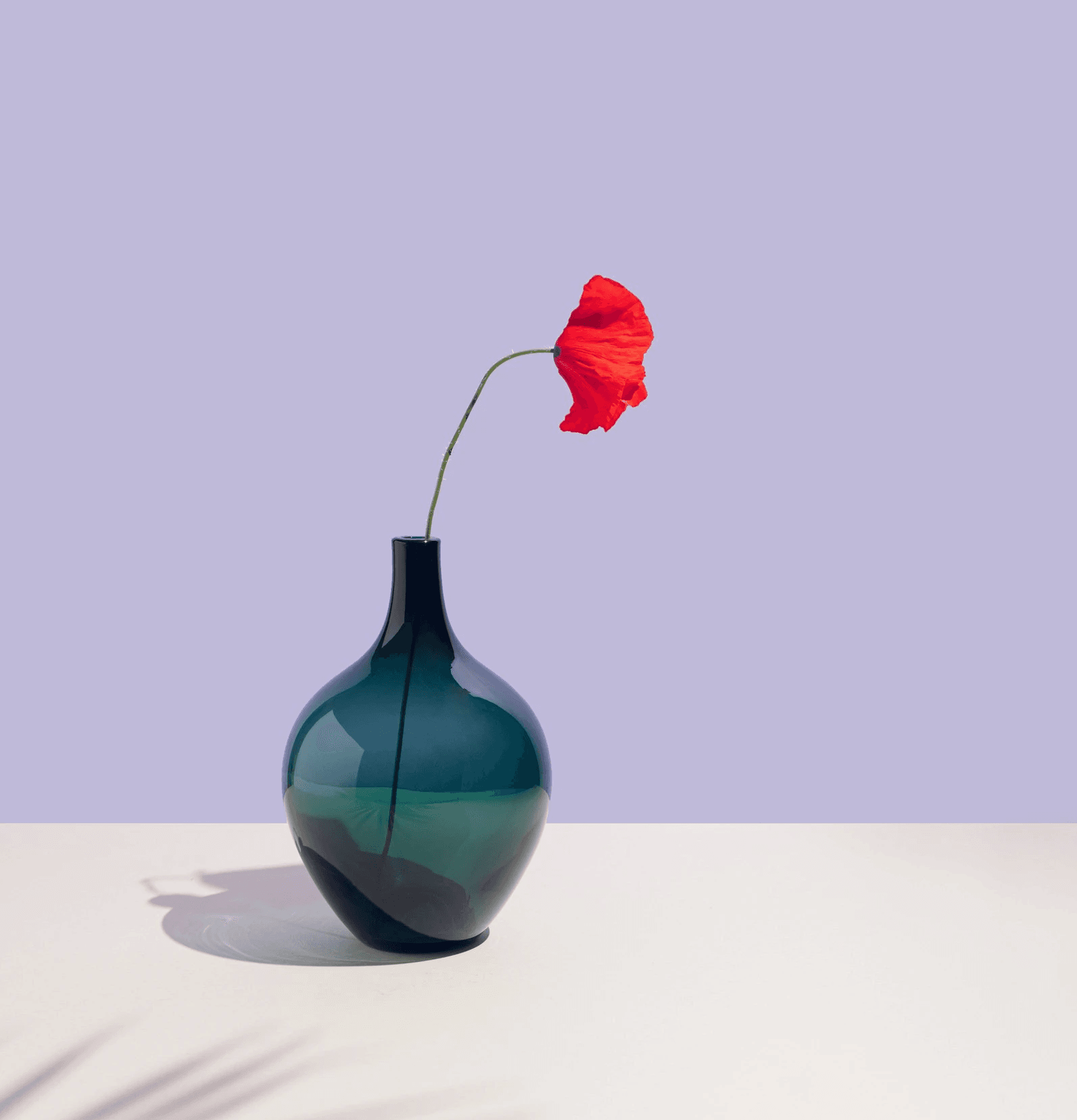 A single poppy flower in a dark ceramic vase, captured in a clean, high-contrast black and white studio setting.