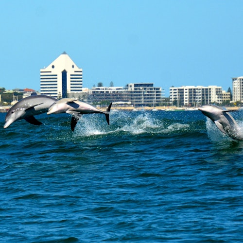 Наблюдение за дельфинами всего в нескольких минутах от города Банбери