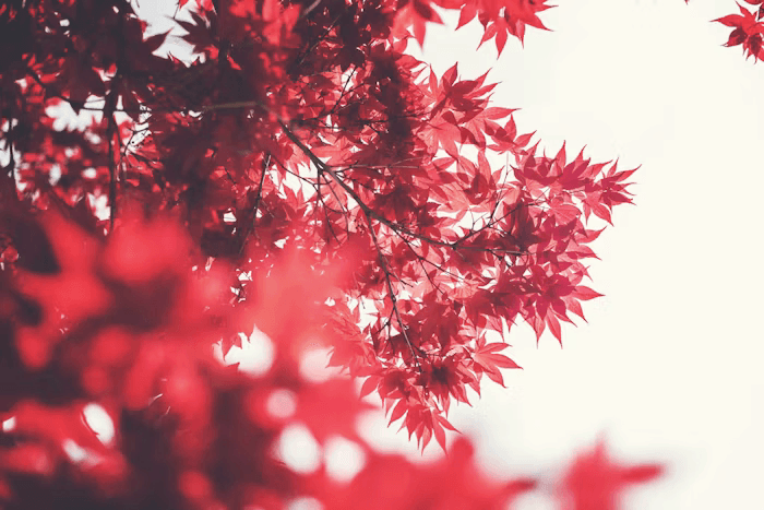 Close-up of red maple leaves against a bright sky