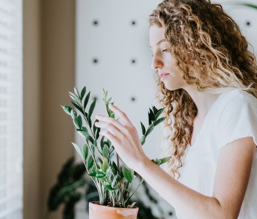 Employee caring for indoor plant in wellbeing challenge