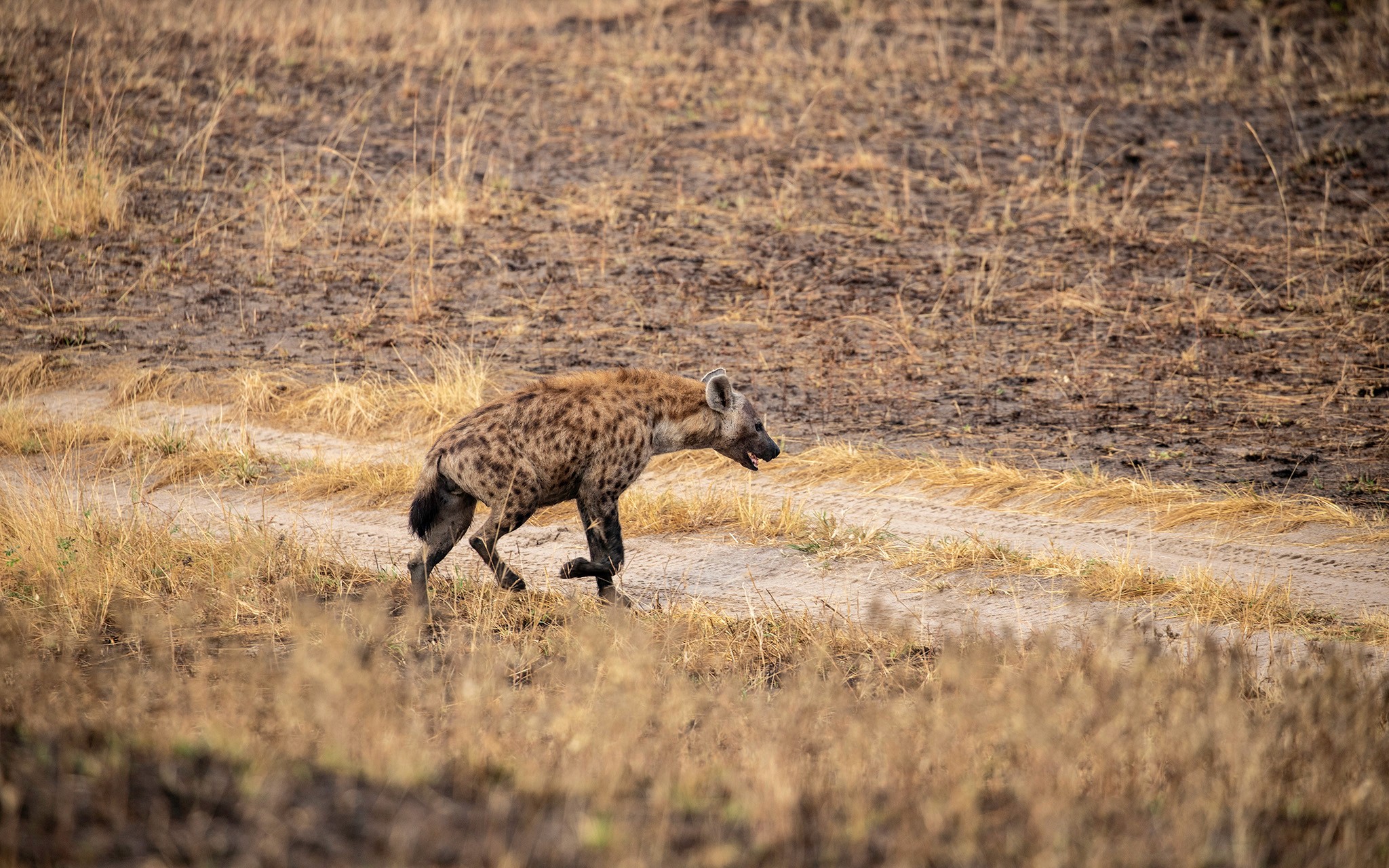 Straight Out of the Den - A Hungry Hyena Searches for Its Next Meal At Dawn in Queen Elizabeth National Park