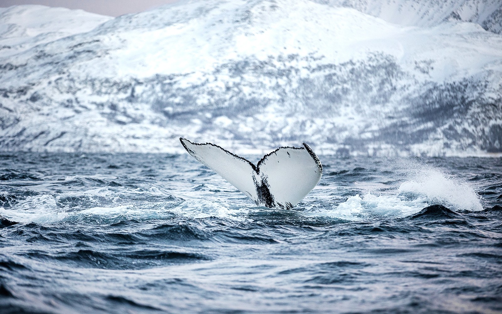 Whale tail emerging from icy waters near Tromso with snowy mountains in the background.