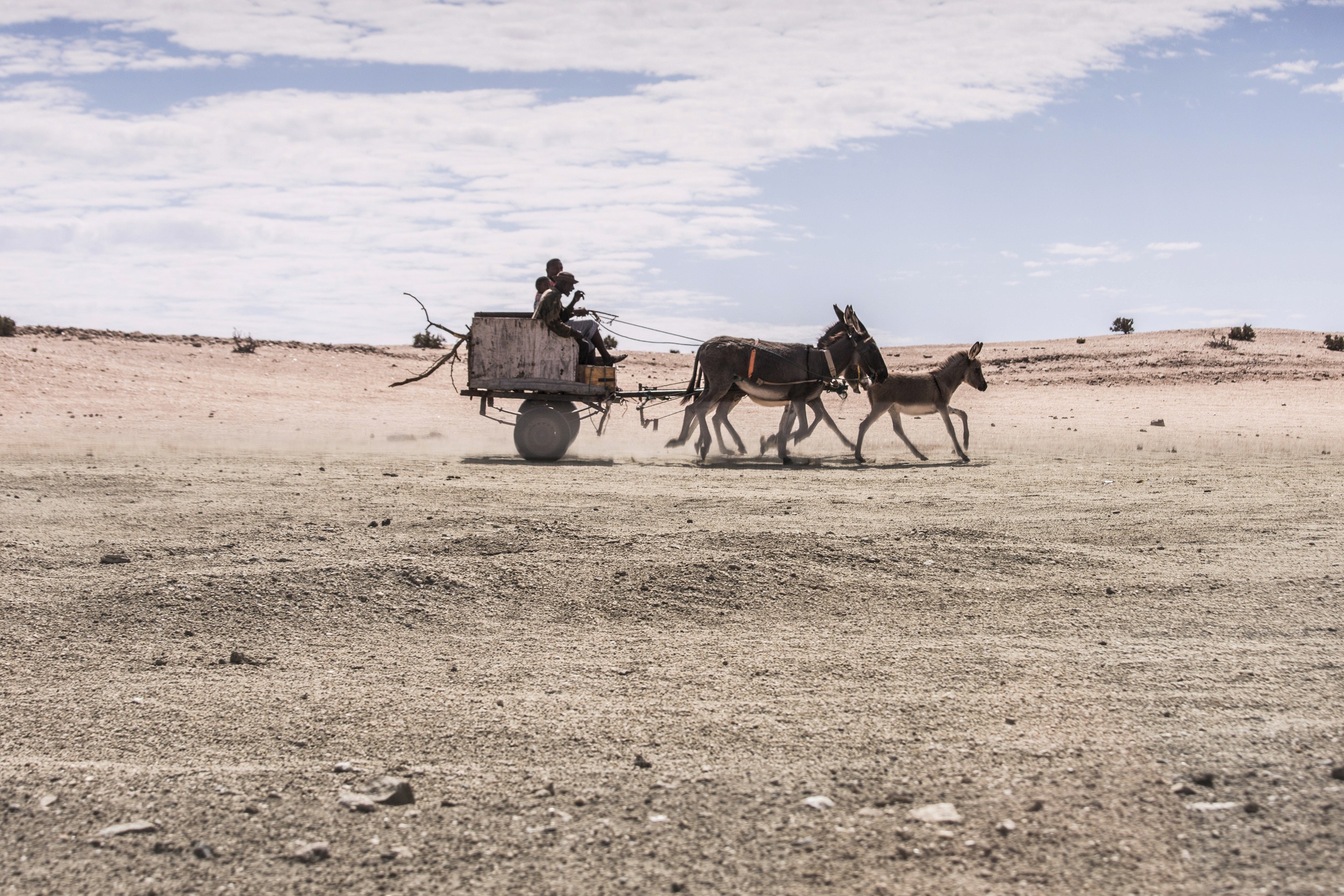 Horse and carriage in the Namibian desert