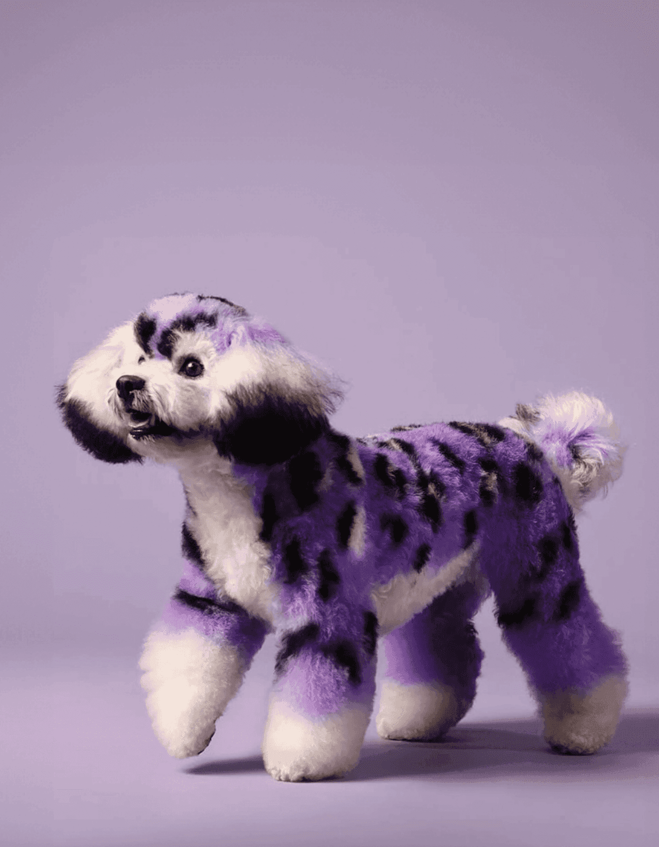 Photograph of a small dog with artistic purple and black grooming design for showcasing creativity and premium grooming style