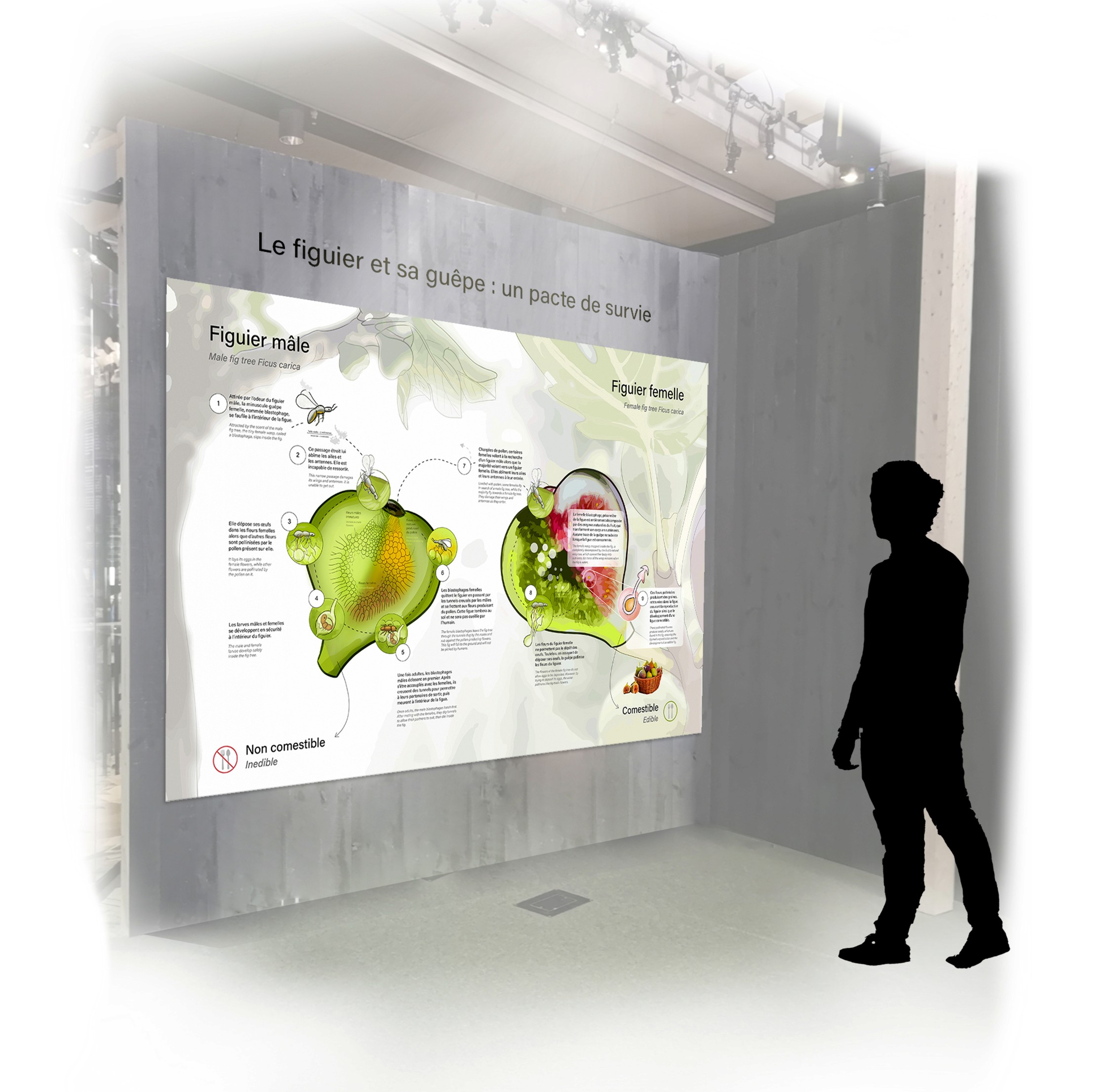 Mockup du projet « Le figuier et sa guêpe : un pacte de survie » par Élodie Ouellet-Belleau