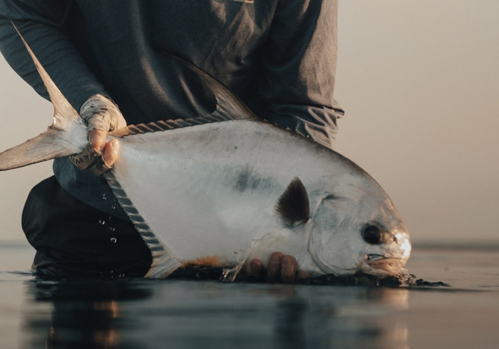 Angler holding a caught permit just above water level, with slicked out surface and warm light