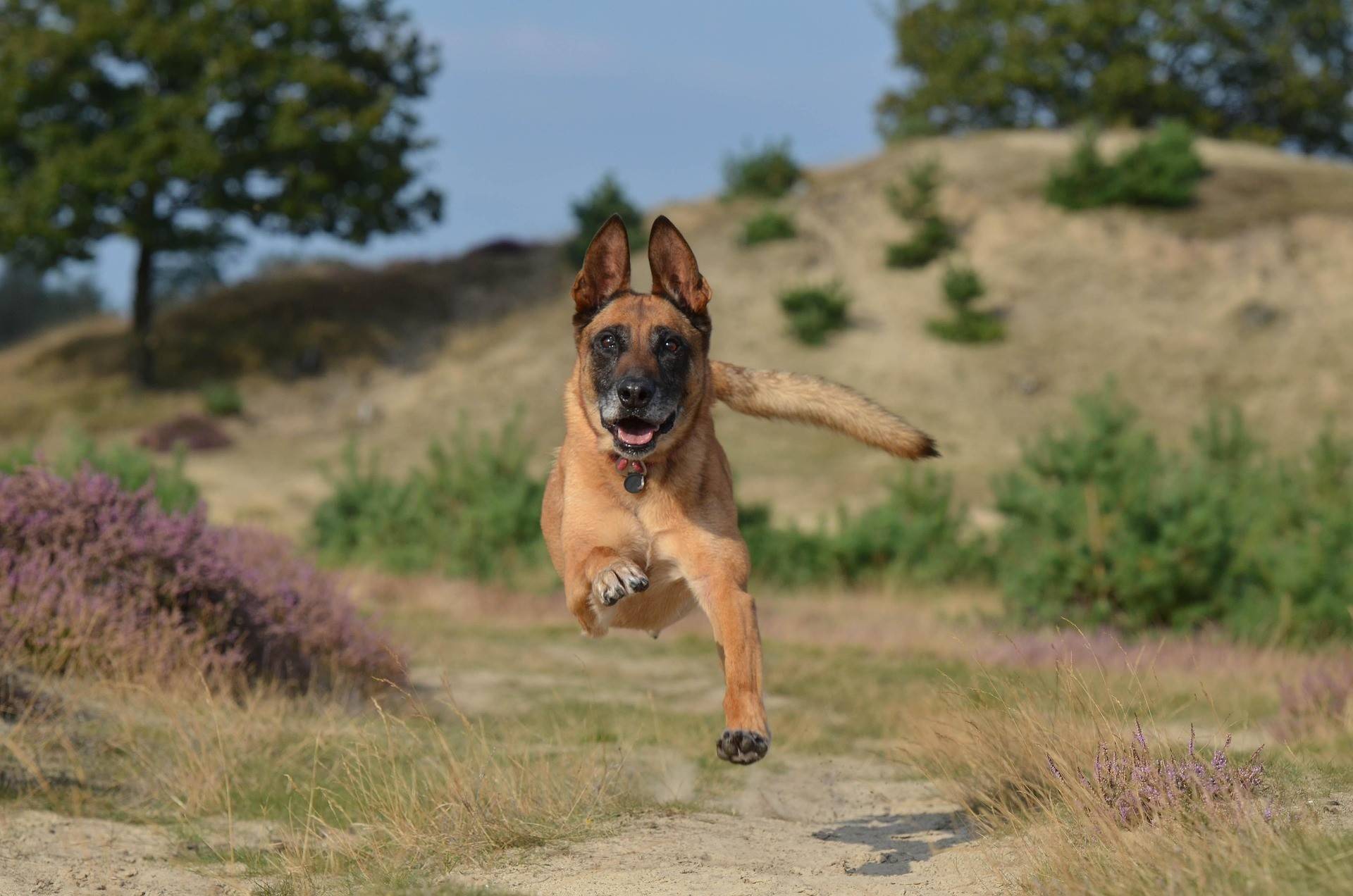 Belgian Malinois Grooming Guide
