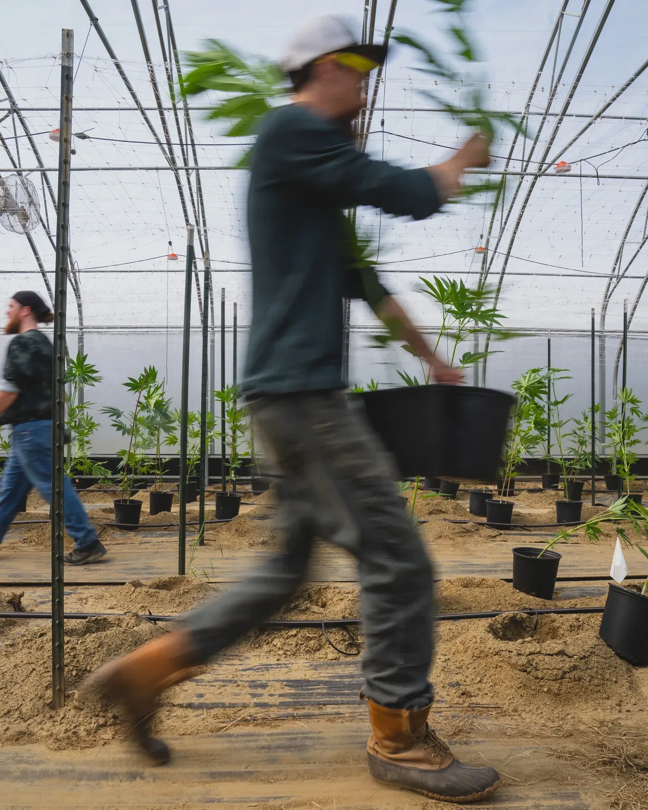 Sunkissed Farm workers transplanting young cannabis plants inside a greenhouse in Windsor, Vermont