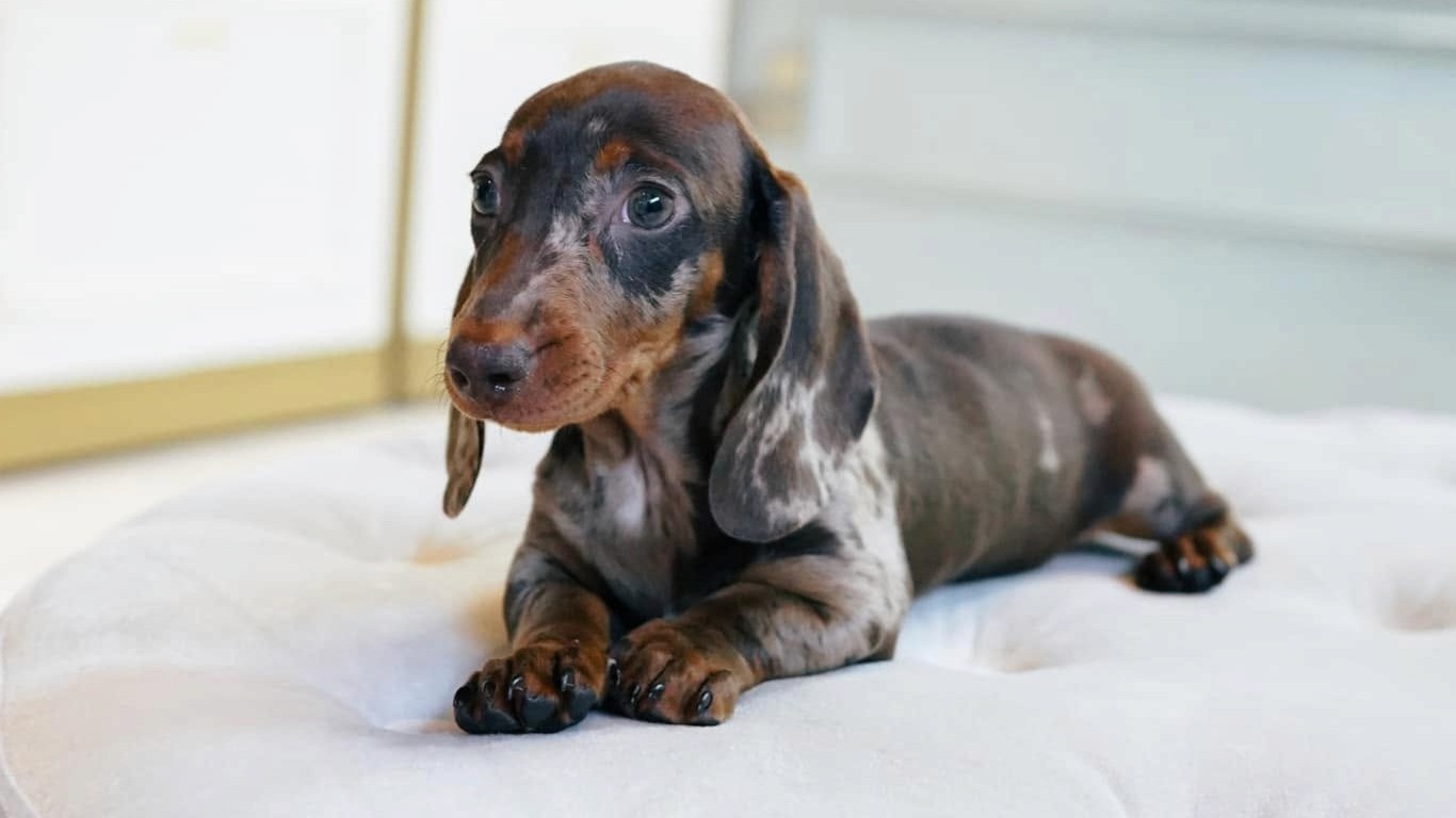 A puppy is lying down on the comfortable white couch while waiting for a visitor.