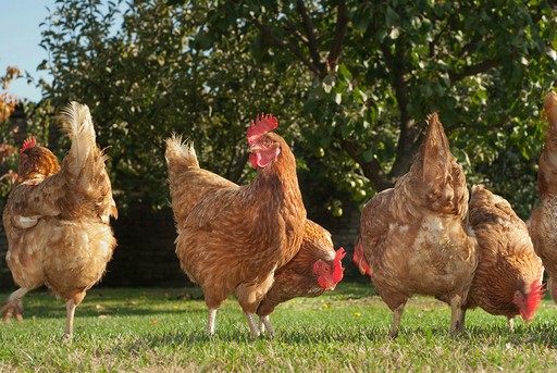 Several healthy brown chickens with vibrant red combs roam freely on lush green grass under a bright sunny sky,.