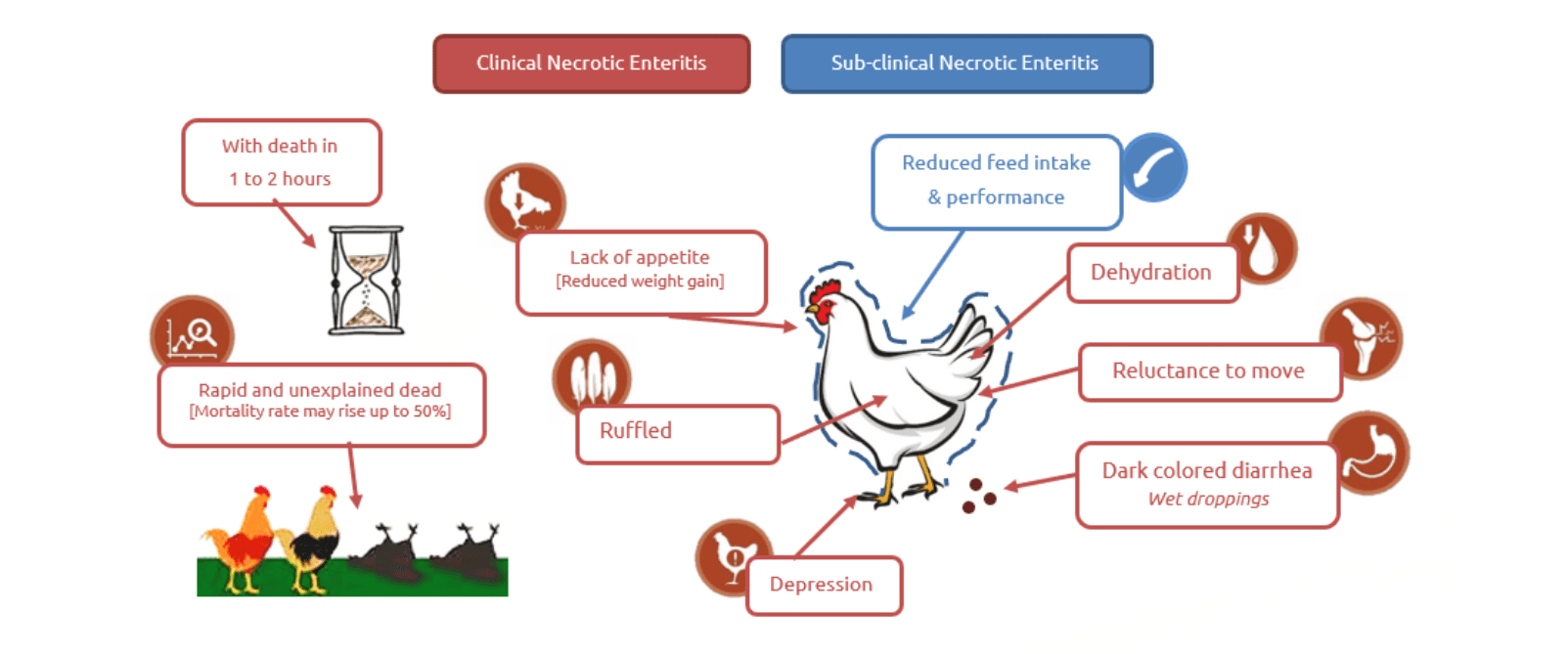 The Symptoms of Necrotic Enteritis in Poultry Production 
