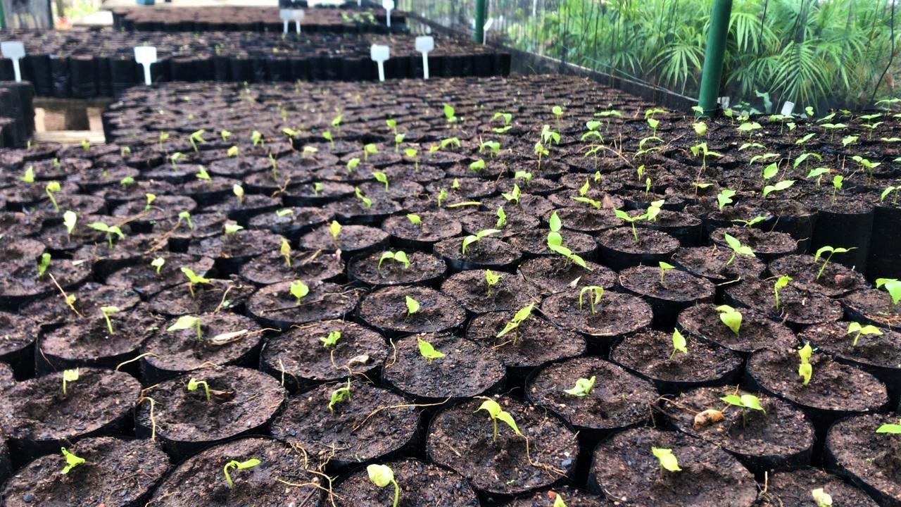 Mudas jovens despontando em saquinhos de substrato enfileirados no viveiro