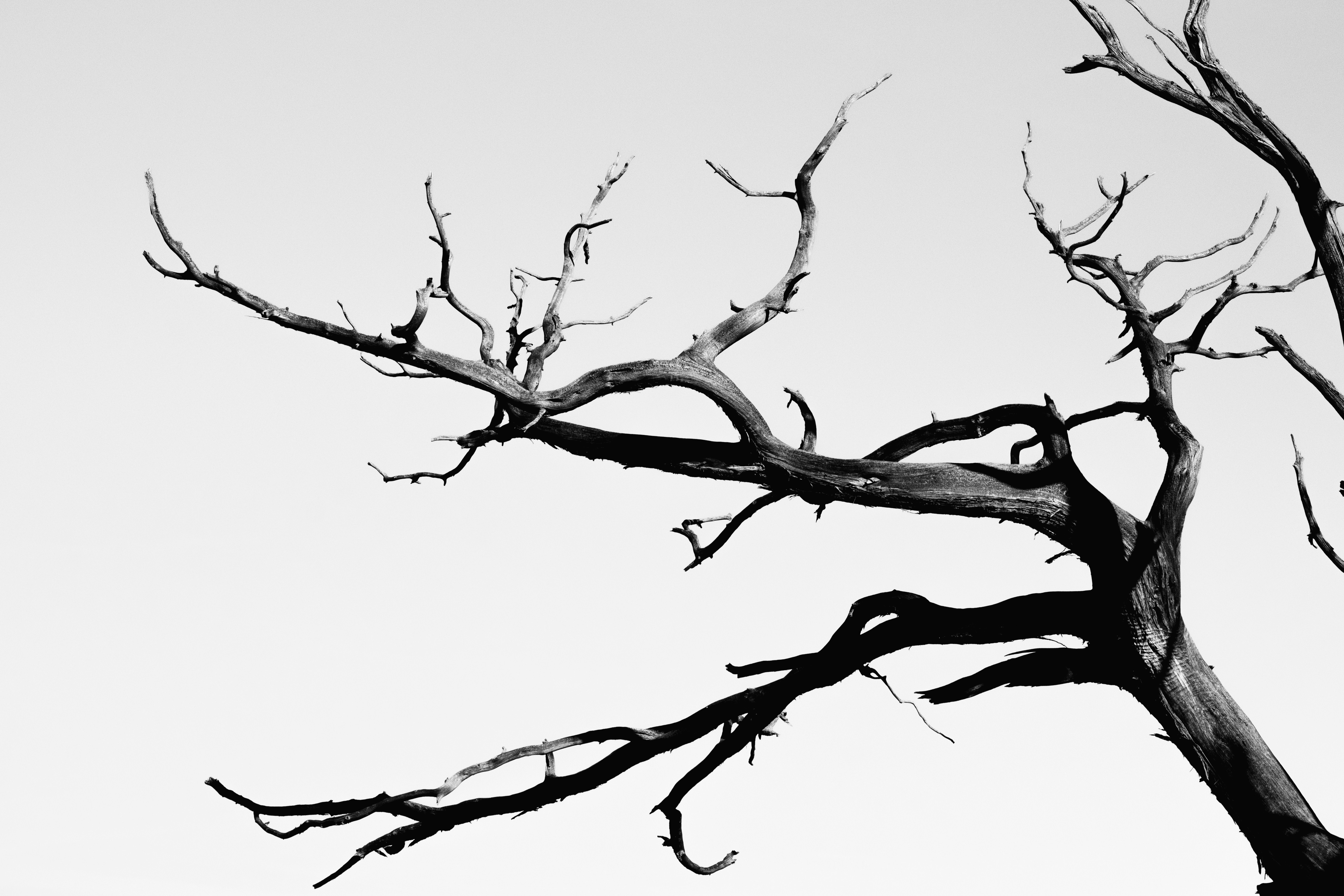 leafless tree under white sky