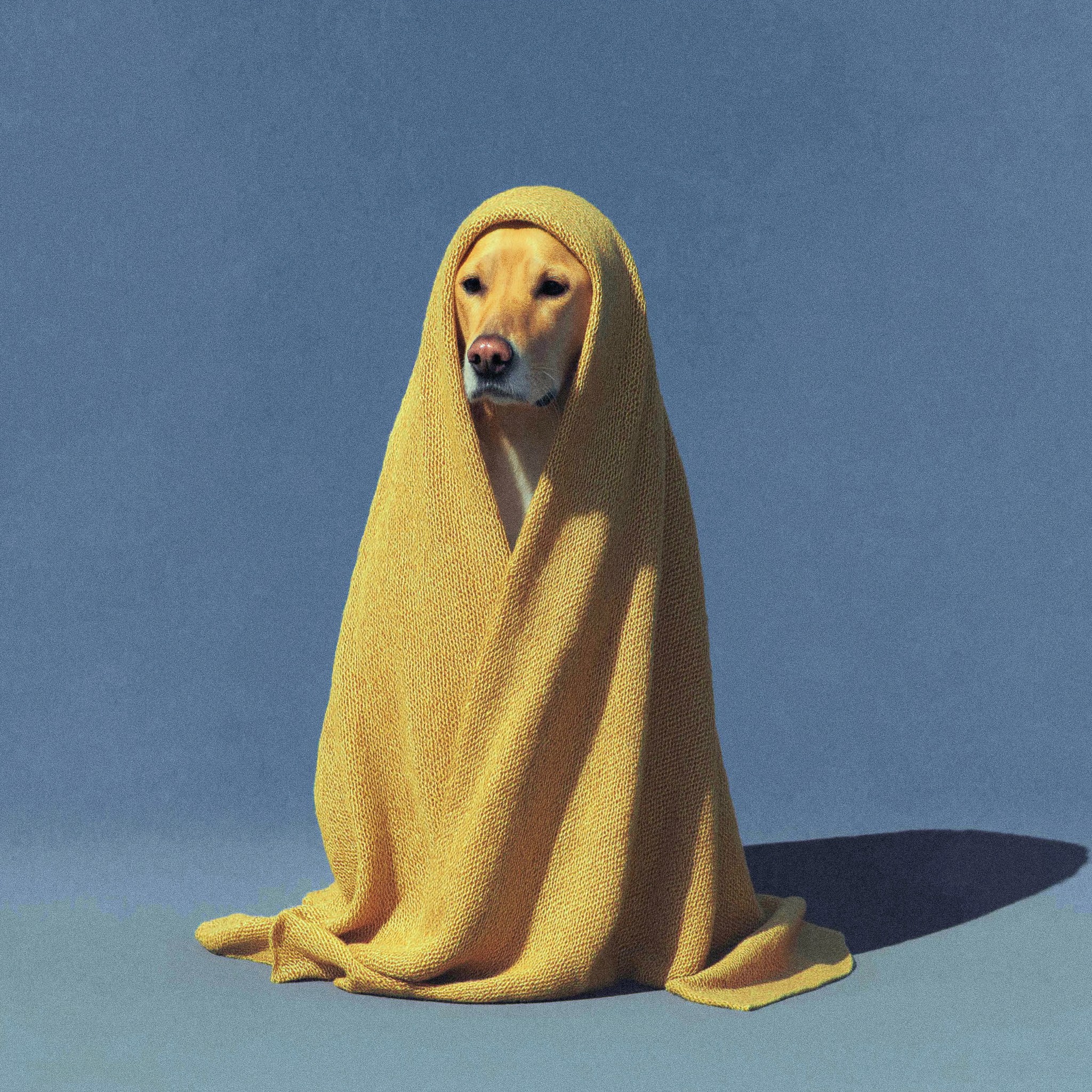 A light-colored dog sits wrapped in a yellow blanket with its head exposed, posed against a plain blue background with a soft shadow.