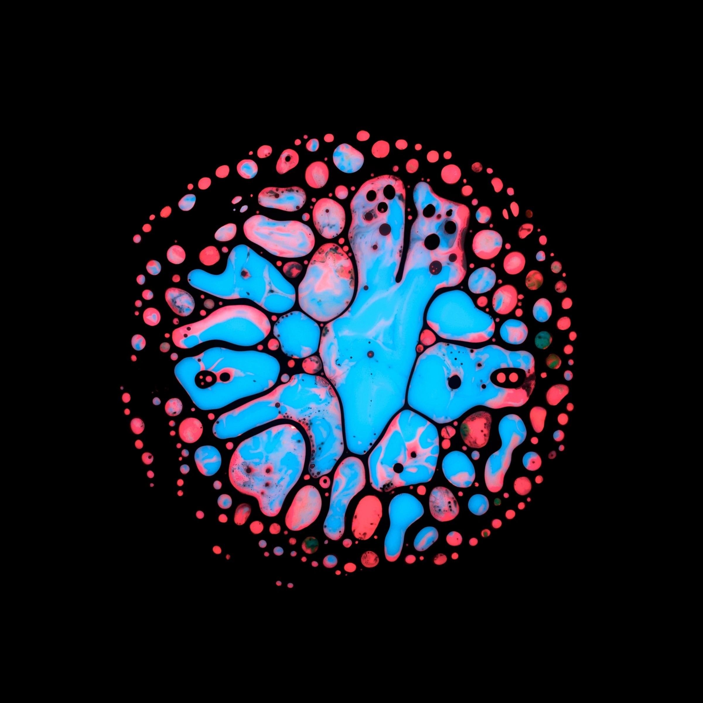 a red flower in a black and white photo