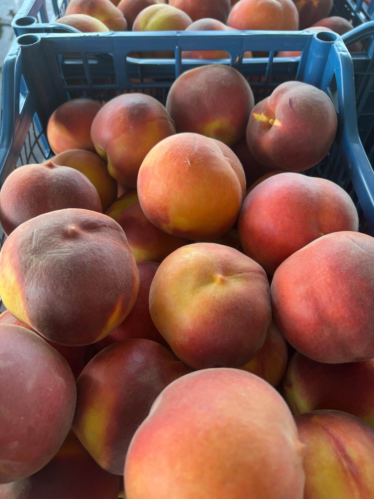 Greek peaches of large caliber for international buyers.