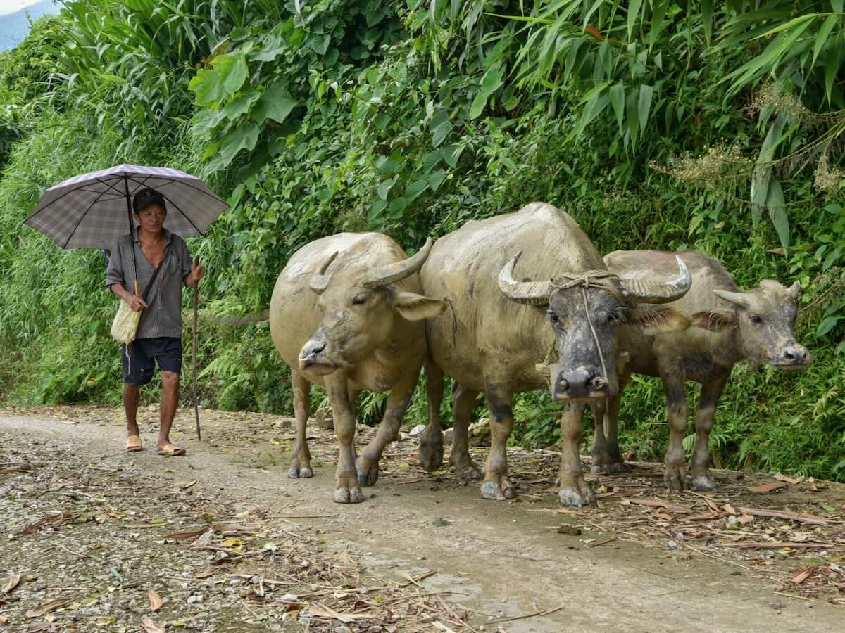 Water buffalo being guided along a rural road through the countryside near Sapa.