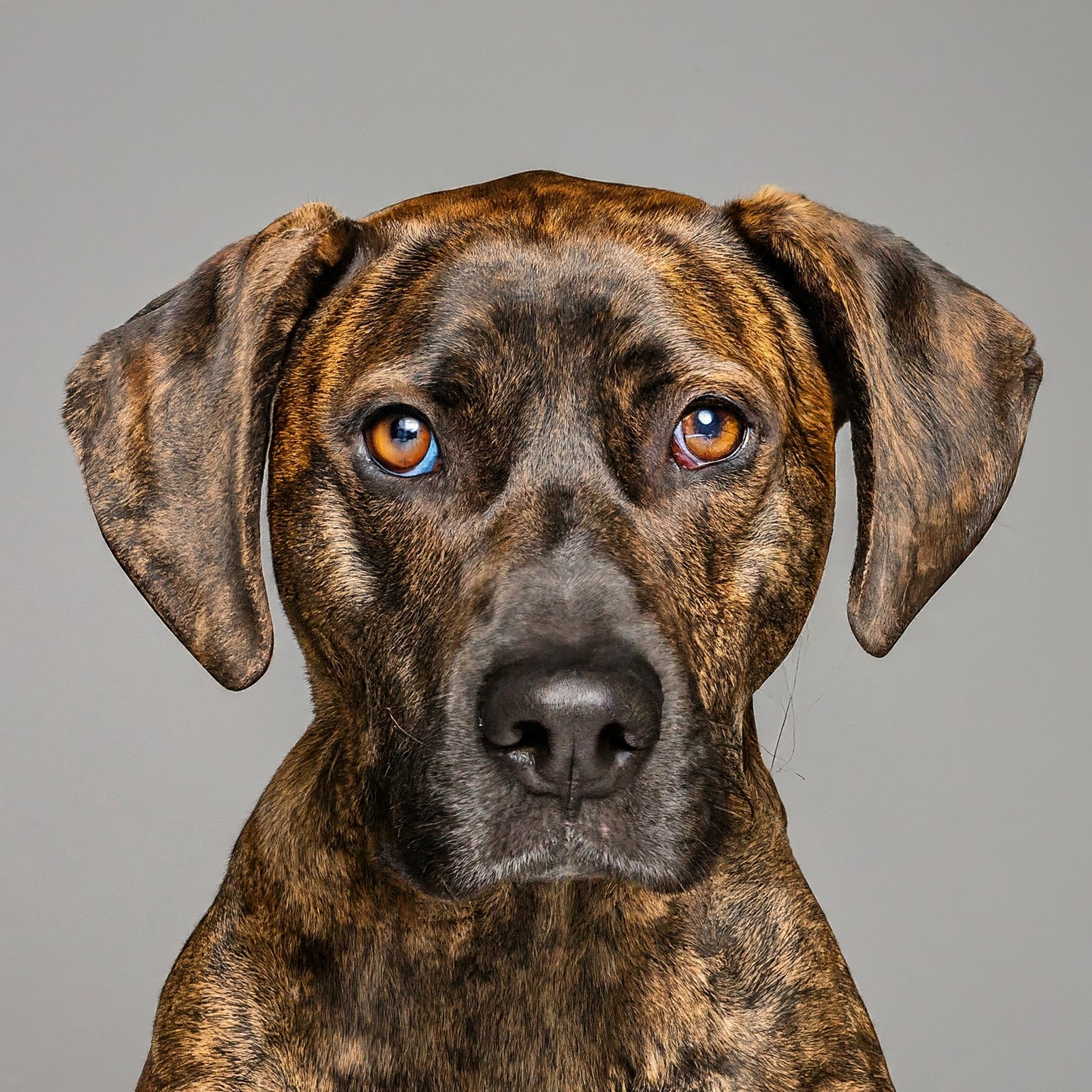 BUDDYUNO, Treeing Tennessee Brindle