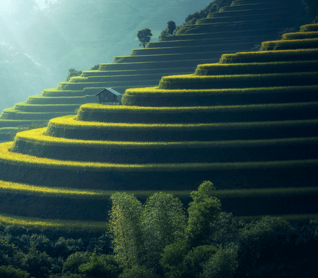  Rice terraces