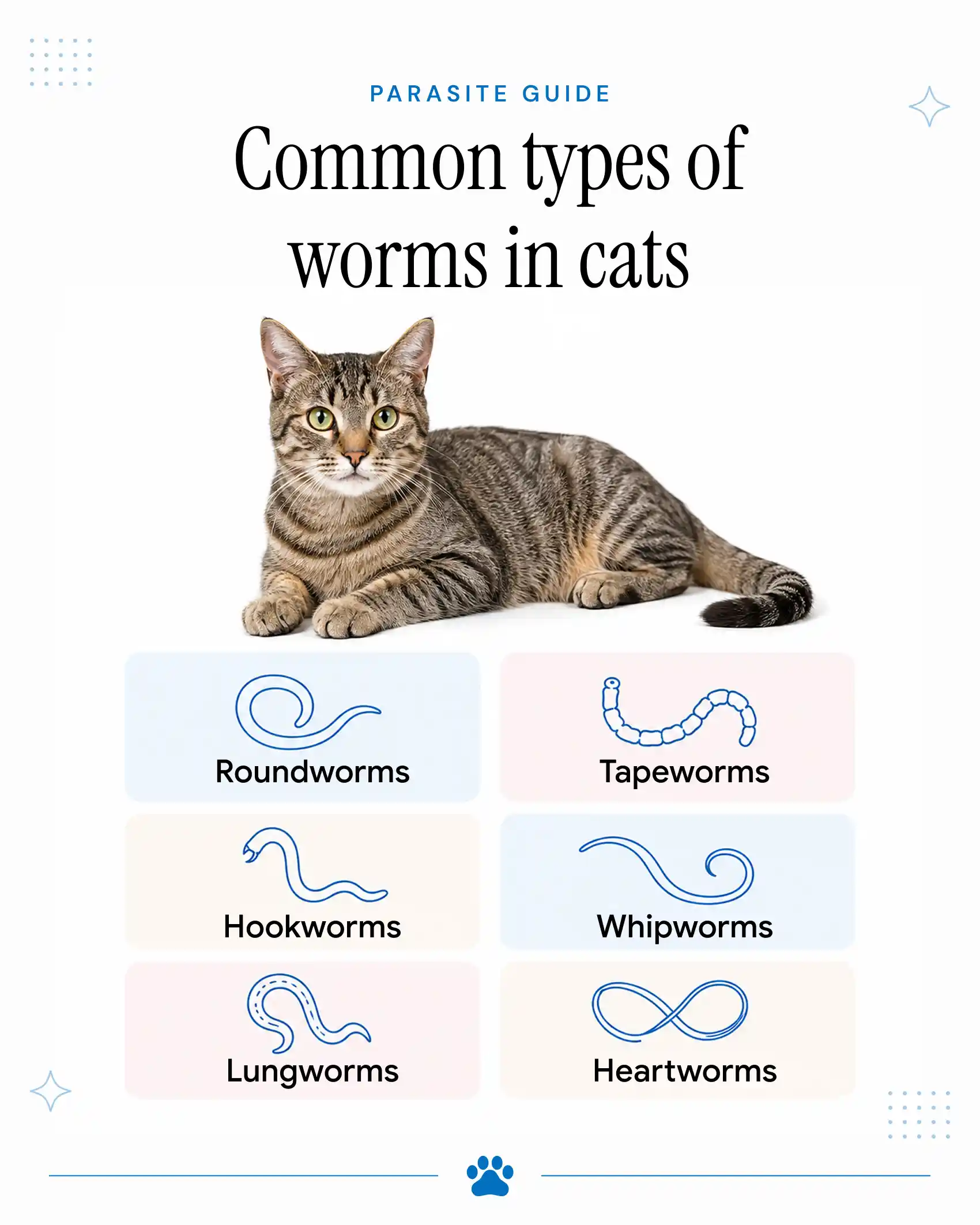 An infographic showing the common types of worms in cats.